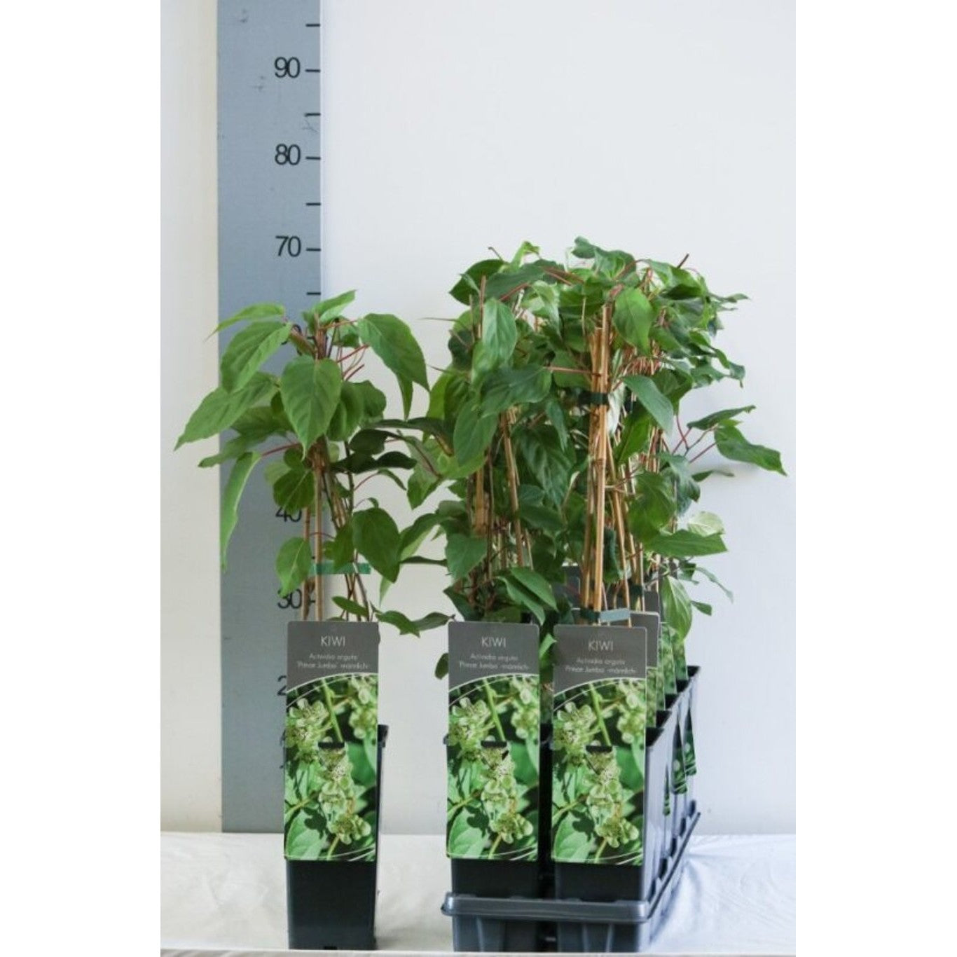 Minikiwi – Actinidia a. 'Prince Jumbo' - C2 50-60 CM 3 Stick
